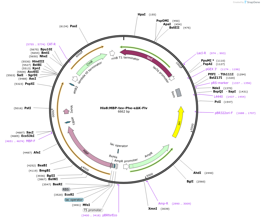 83395-plasmid-map-sequence-id-175037
