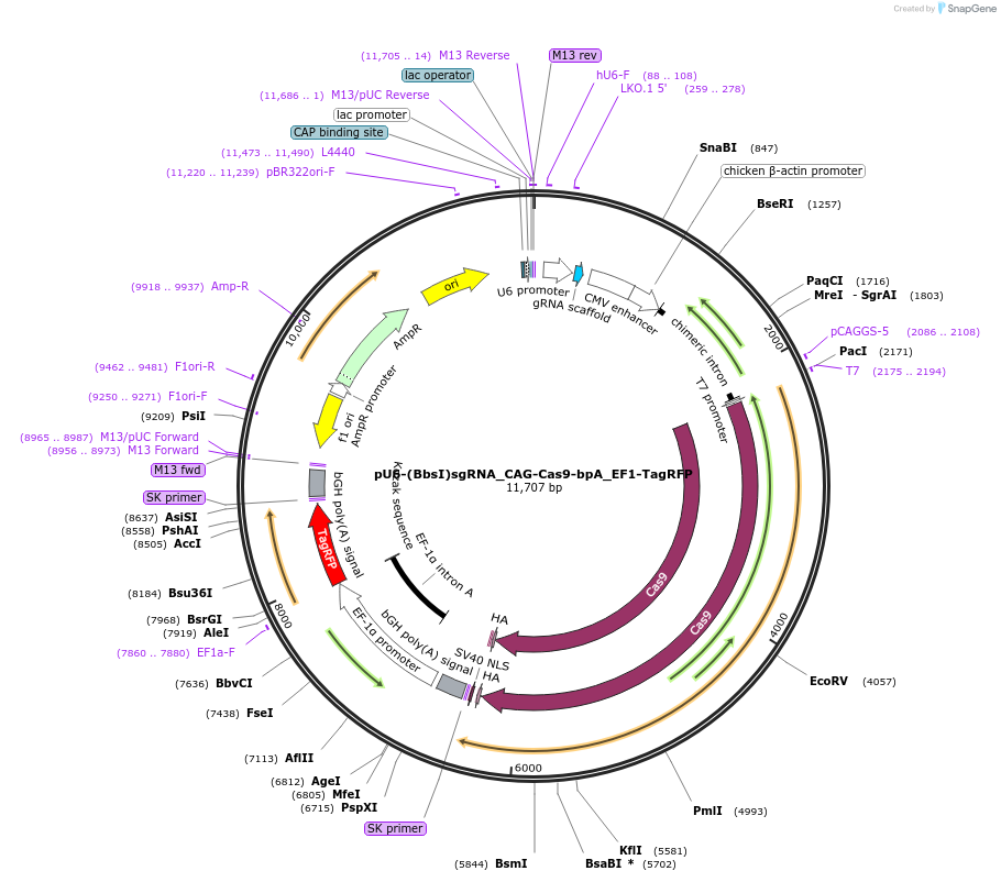 86987-plasmid-map-sequence-id-175044