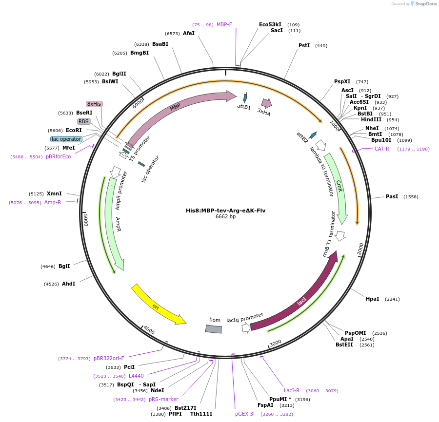 83396-plasmid-map-sequence-id-175052