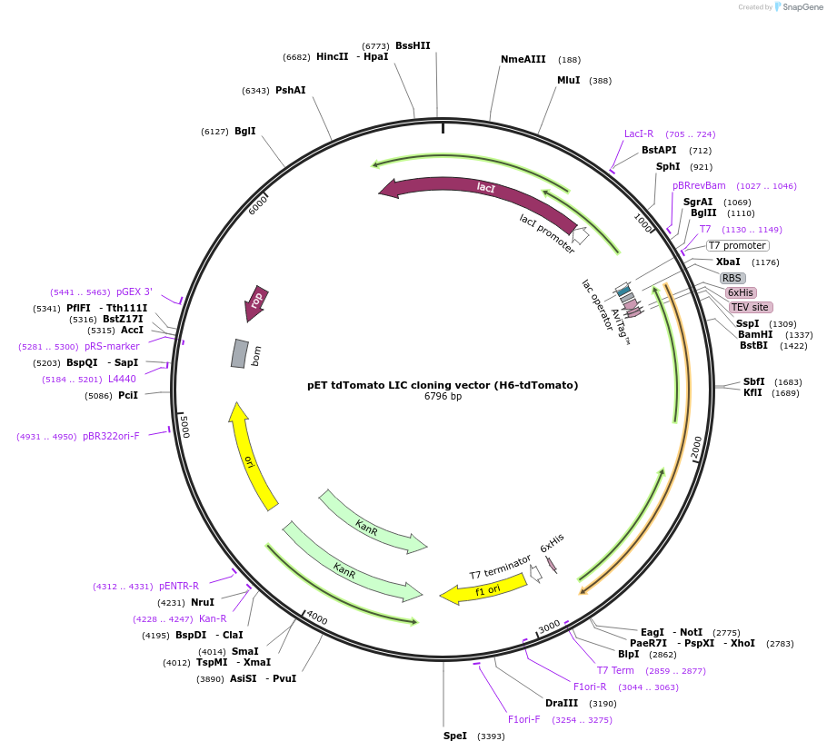 86928-plasmid-map-sequence-id-175058