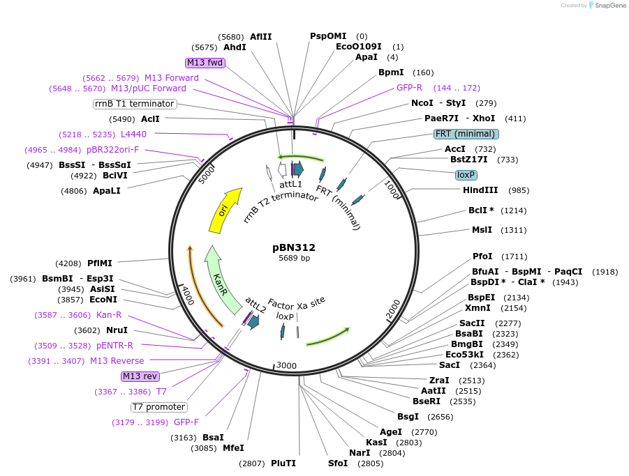 86734-plasmid-map-sequence-id-175061