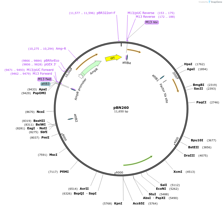 86722-plasmid-map-sequence-id-175062
