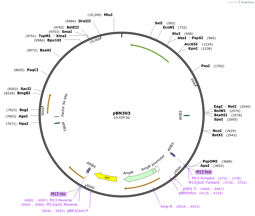 86730-plasmid-map-sequence-id-175063