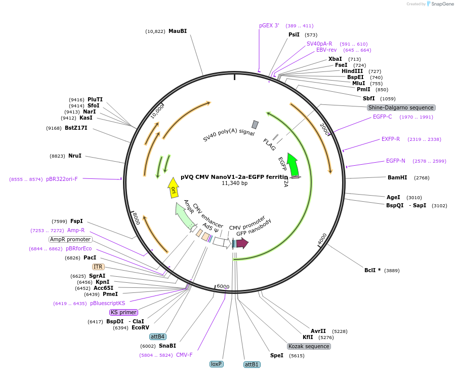 79649-plasmid-map-sequence-id-175067