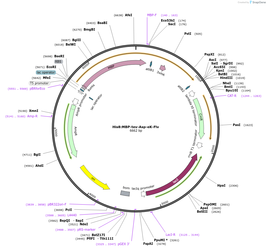 83389-plasmid-map-sequence-id-175068