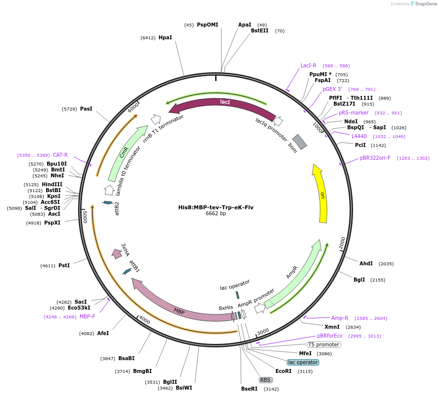 83390-plasmid-map-sequence-id-175070