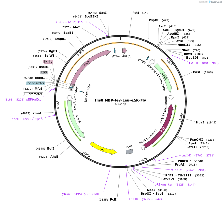 83397-plasmid-map-sequence-id-175072