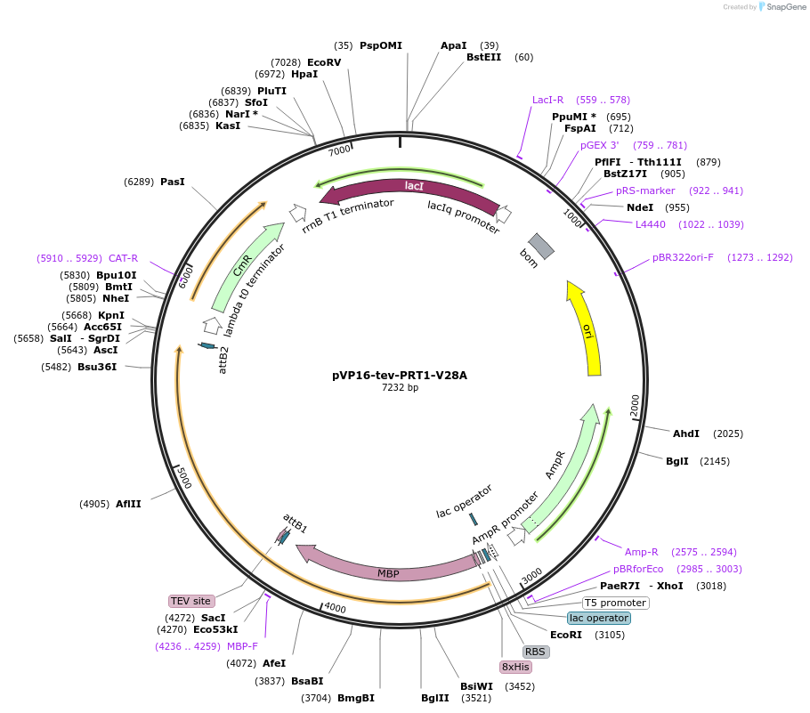 83406-plasmid-map-sequence-id-175082