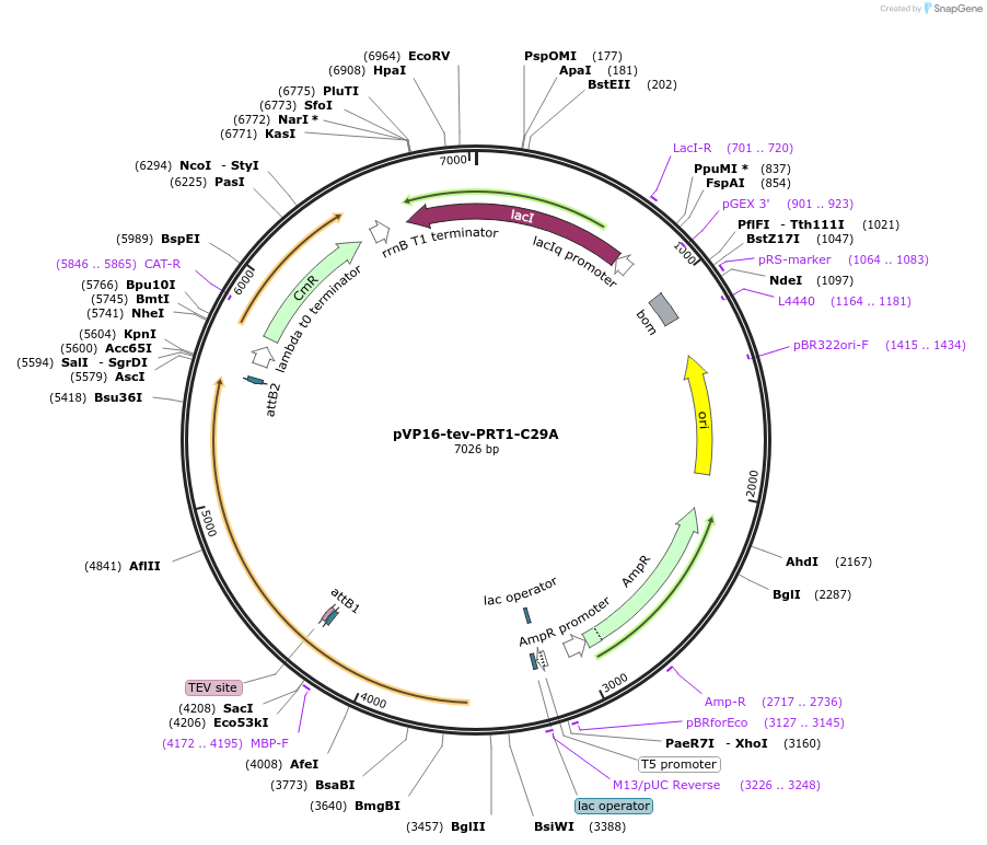 83407-plasmid-map-sequence-id-175083