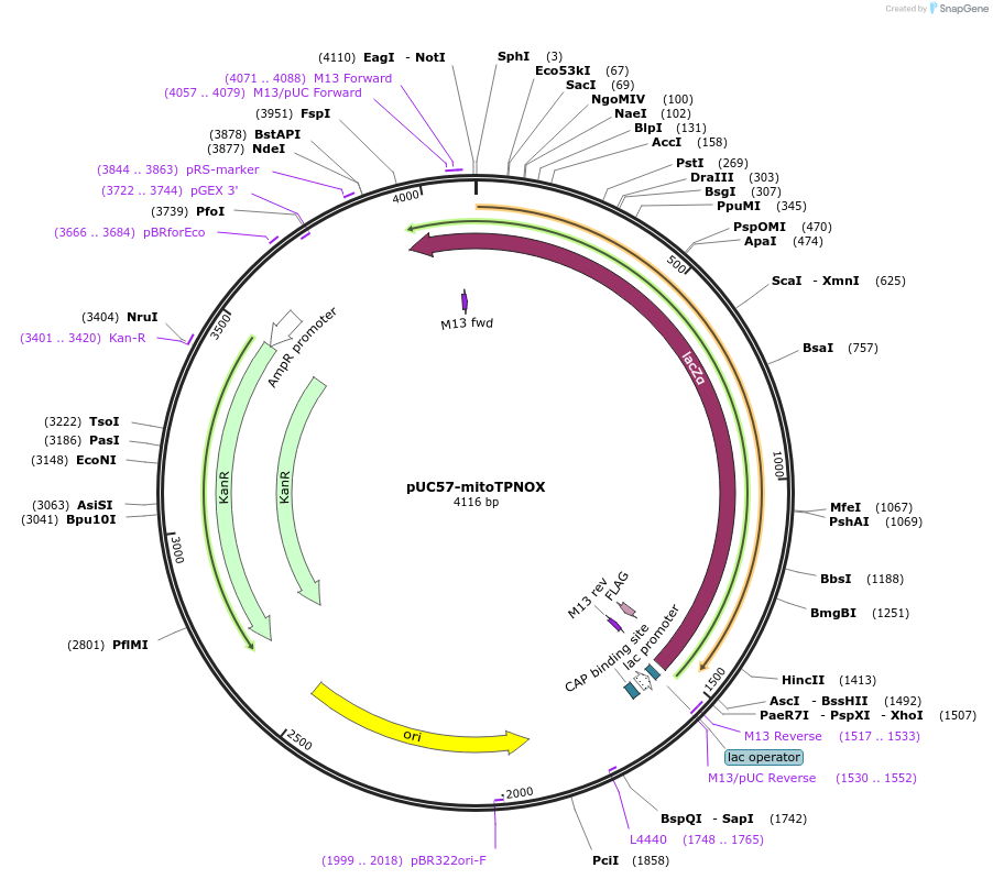 87854-plasmid-map-sequence-id-175127