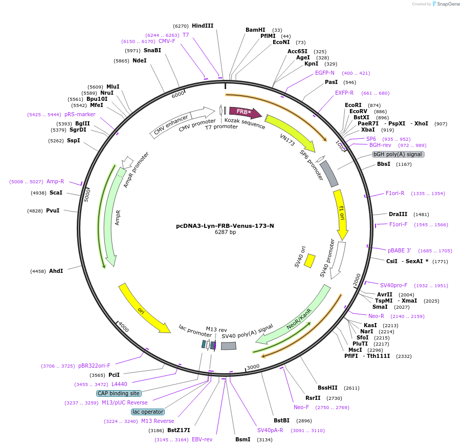87615-plasmid-map-sequence-id-175150
