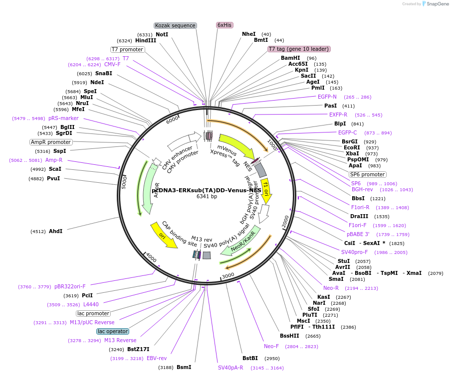 84631-plasmid-map-sequence-id-175151