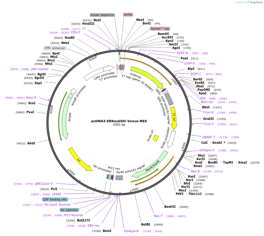 84630-plasmid-map-sequence-id-175152