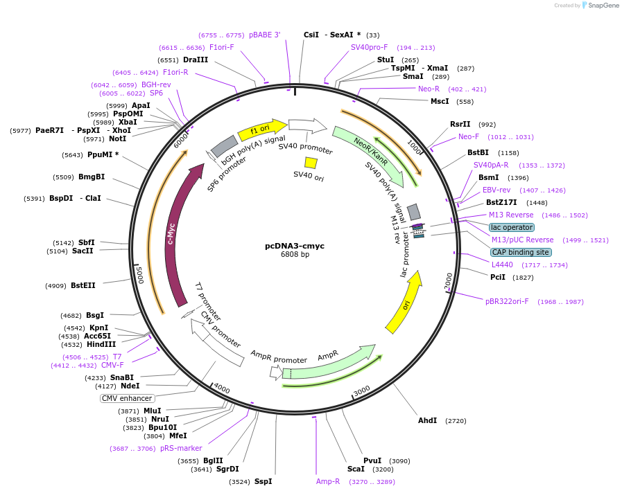 16011-plasmid-map-sequence-id-175170