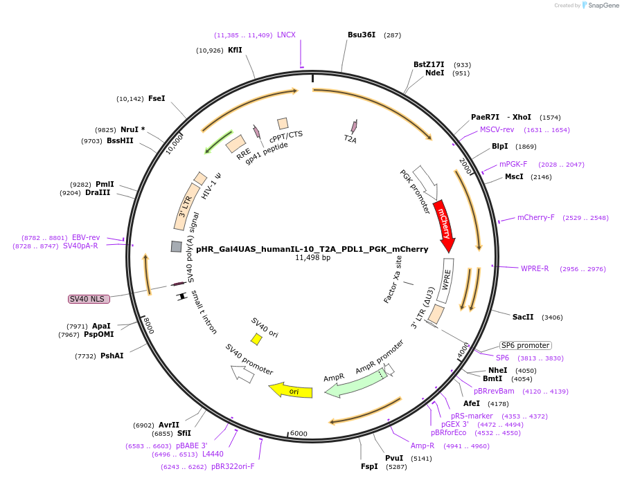 85430-plasmid-map-sequence-id-175194
