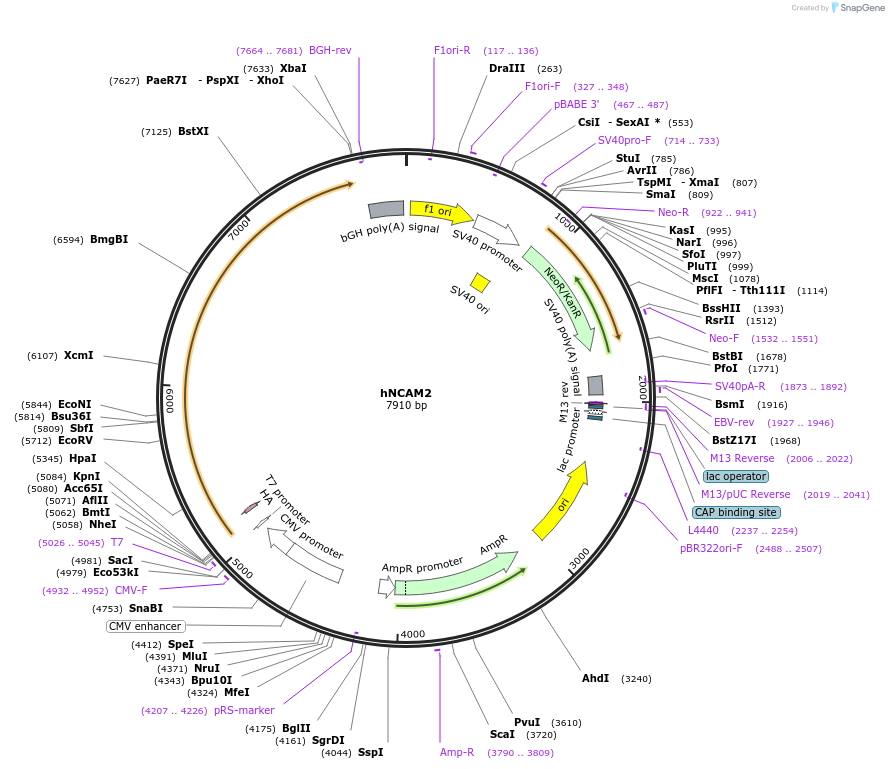 84473-plasmid-map-sequence-id-175196