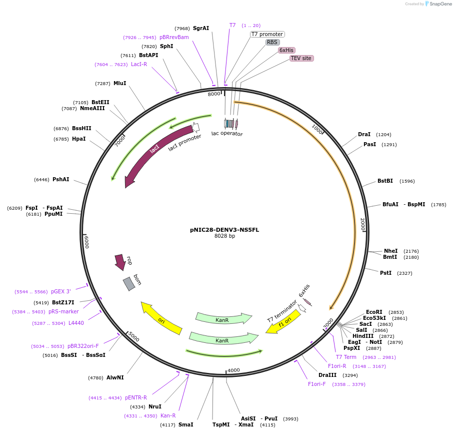 86013-plasmid-map-sequence-id-175197