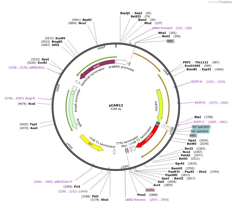 86471-plasmid-map-sequence-id-175203