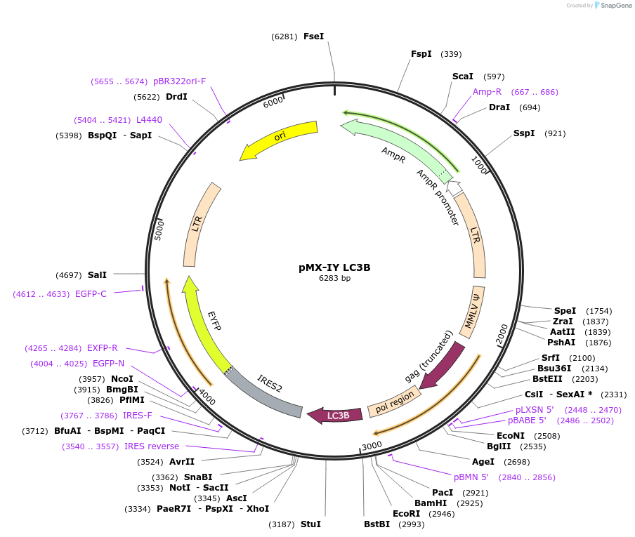 89291-plasmid-map-sequence-id-175205