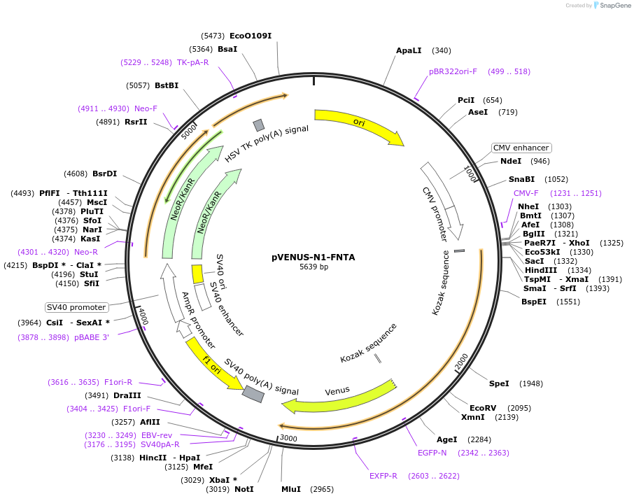 86859-plasmid-map-sequence-id-175223