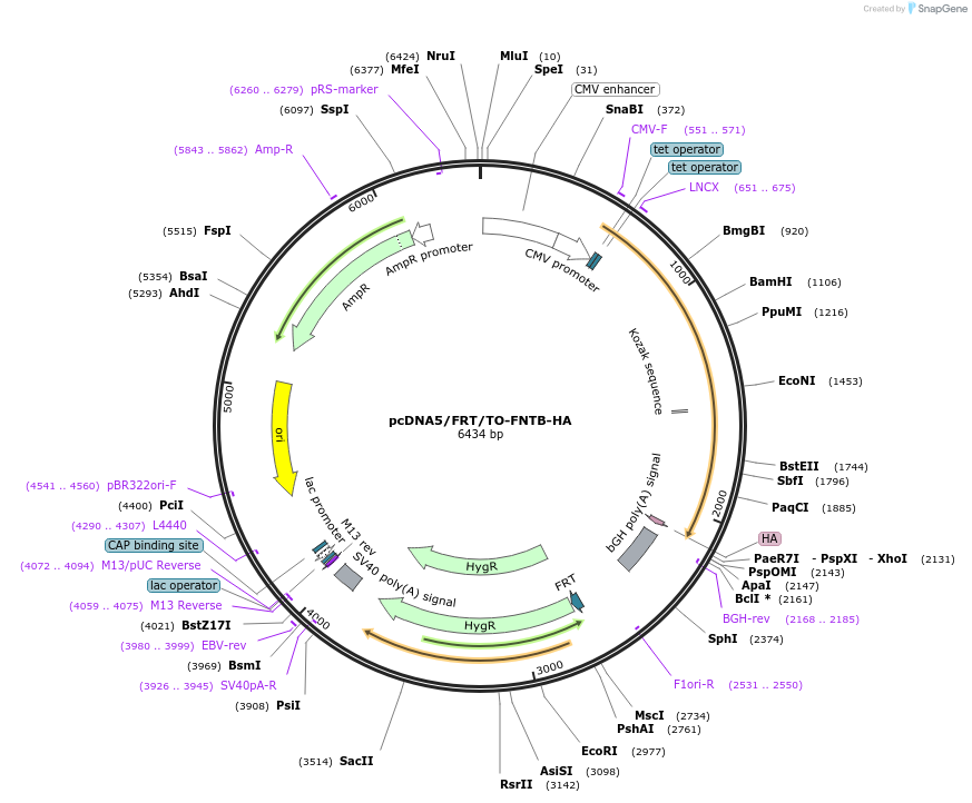 86869-plasmid-map-sequence-id-175228