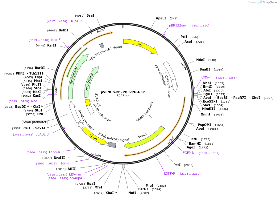 86872-plasmid-map-sequence-id-175237