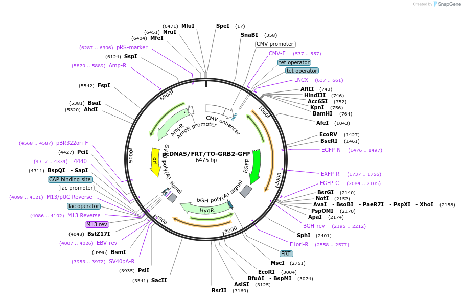 86873-plasmid-map-sequence-id-175241