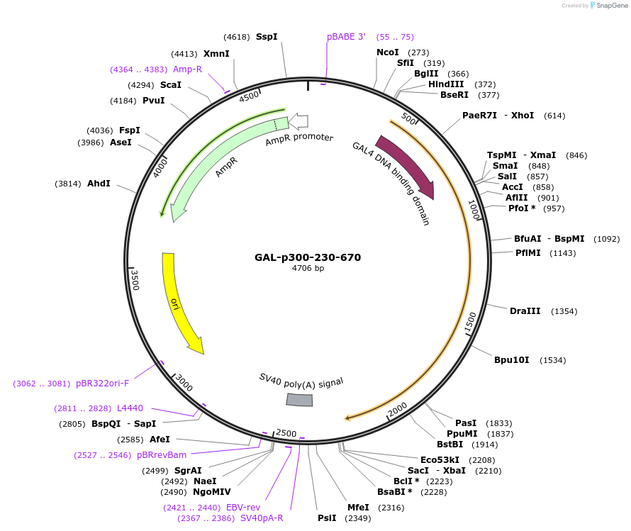 89099-plasmid-map-sequence-id-175253