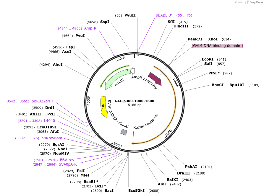 89101-plasmid-map-sequence-id-175257