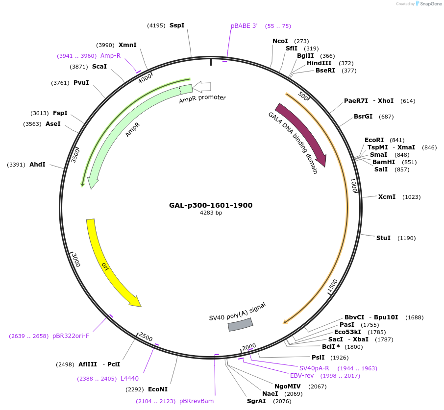 89102-plasmid-map-sequence-id-175259