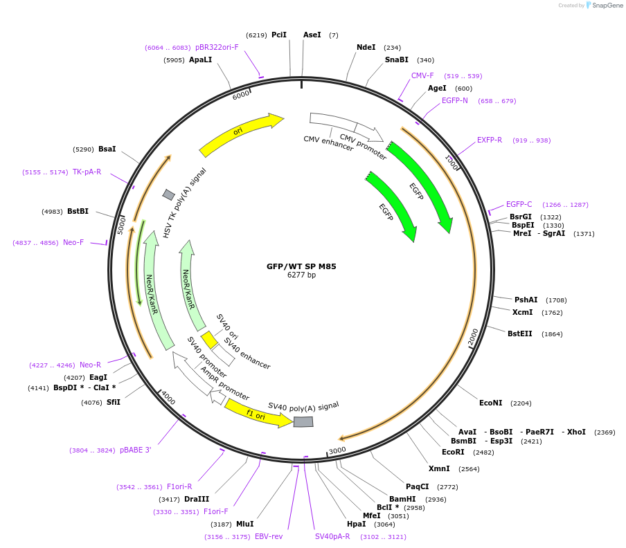 89317-plasmid-map-sequence-id-175291