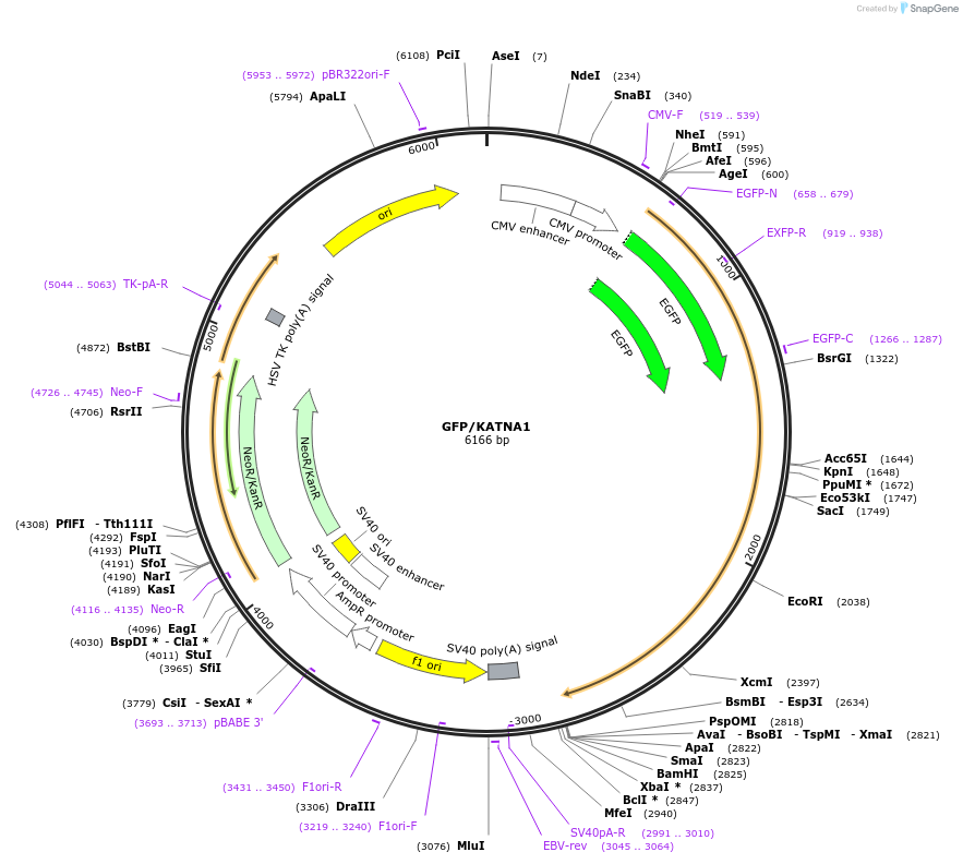 89316-plasmid-map-sequence-id-175297