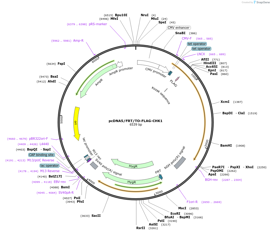 86875-plasmid-map-sequence-id-175298
