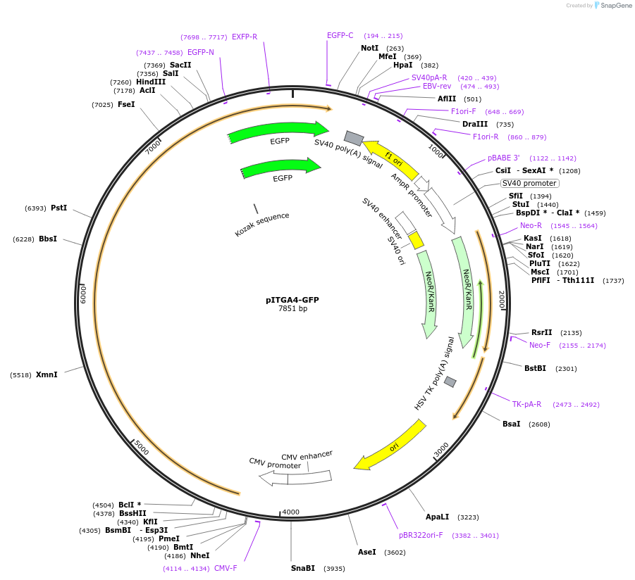 81178-plasmid-map-sequence-id-175302