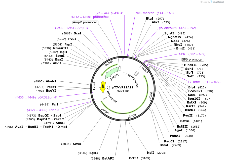 89162-plasmid-map-sequence-id-175304