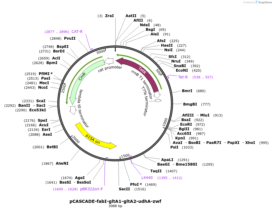 87148-plasmid-map-sequence-id-175306