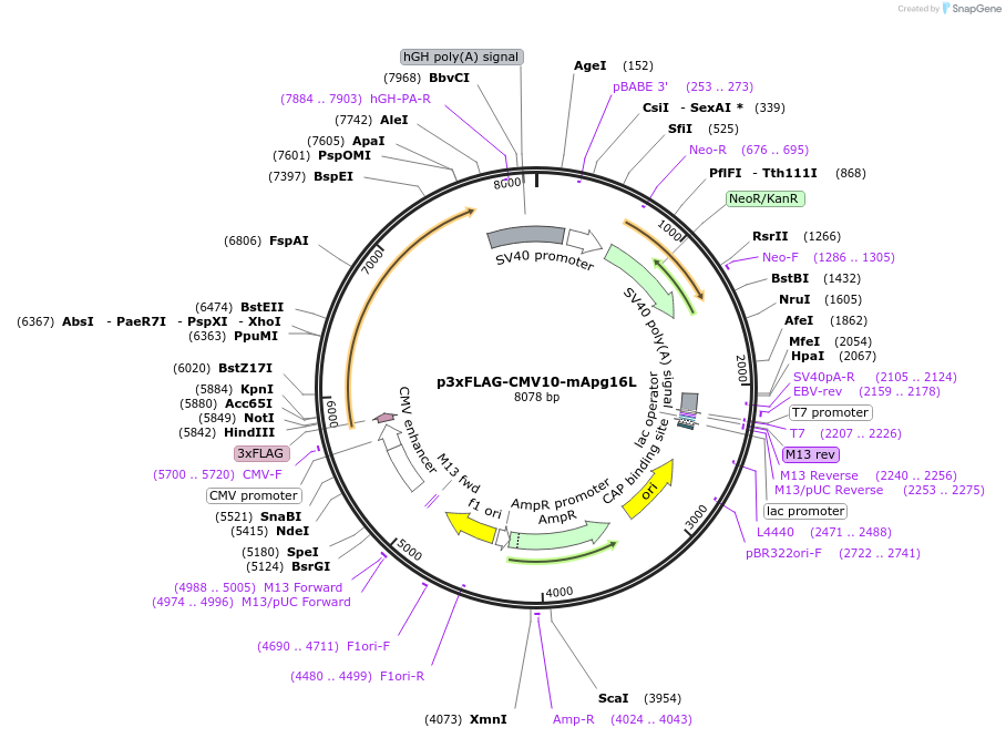 24302-plasmid-map-sequence-id-175308
