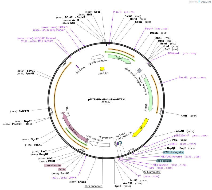 58241-plasmid-map-sequence-id-175309