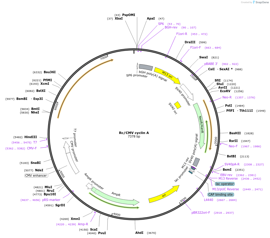 8959-plasmid-map-sequence-id-175310