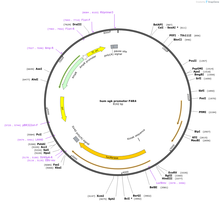 83426-plasmid-map-sequence-id-175317