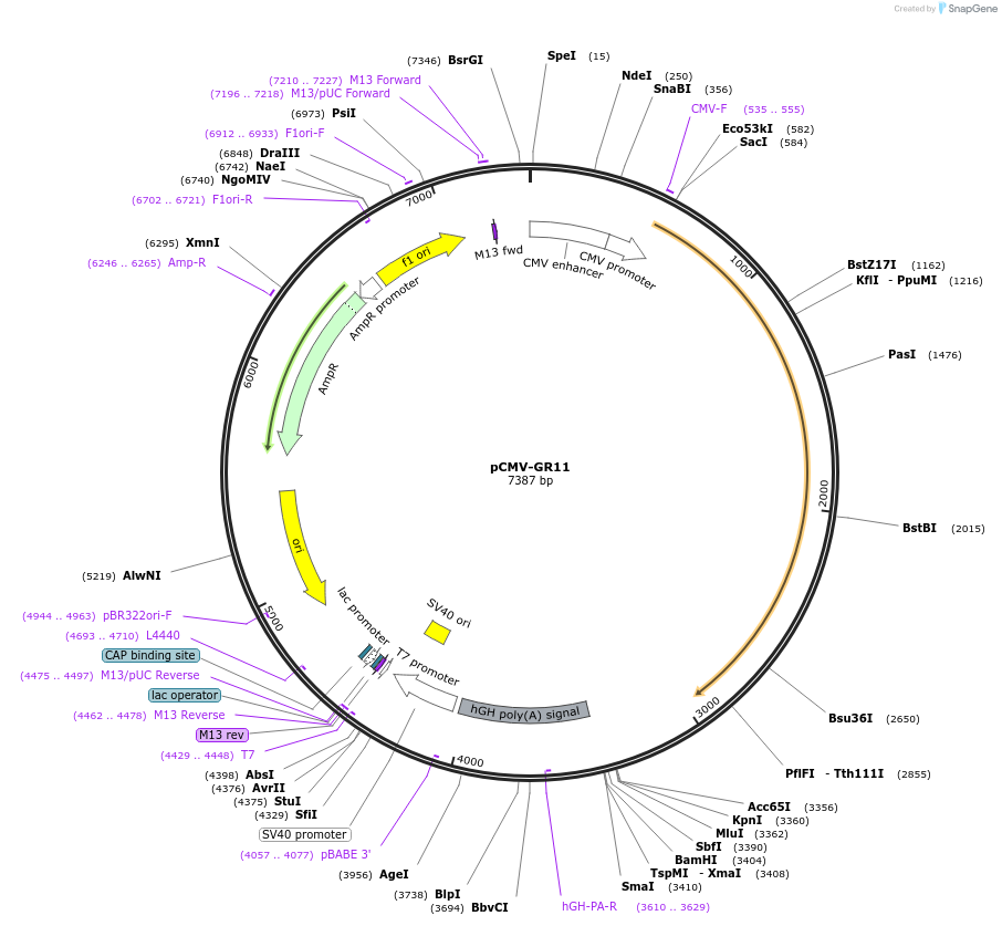 89105-plasmid-map-sequence-id-175323