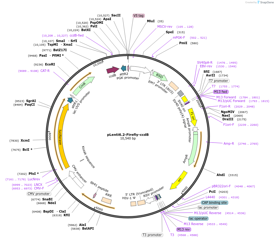 87077-plasmid-map-sequence-id-175327