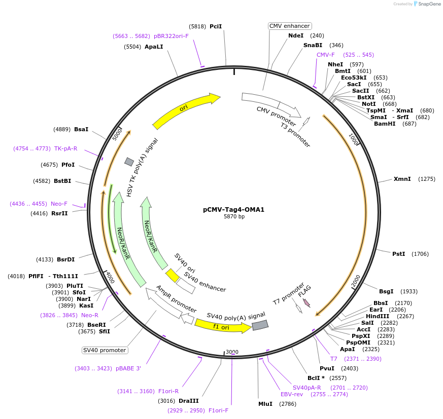 61719-plasmid-map-sequence-id-175330
