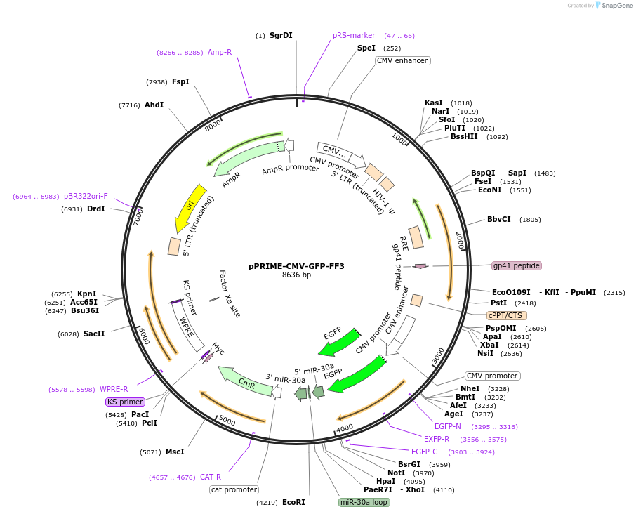 11663-plasmid-map-sequence-id-175331