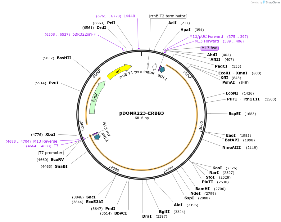 23874-plasmid-map-sequence-id-175333