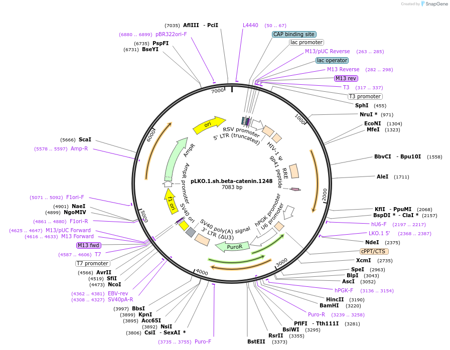 19761-plasmid-map-sequence-id-175335