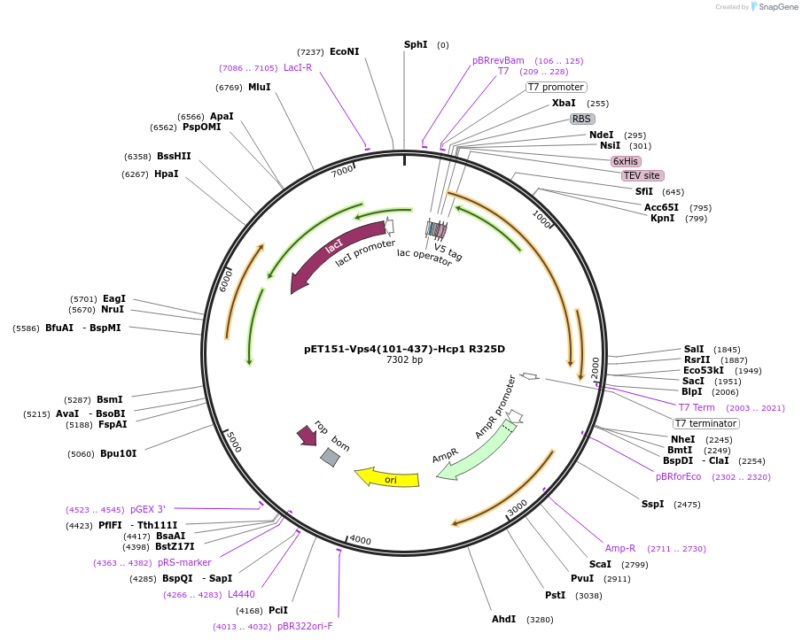89289-plasmid-map-sequence-id-175352