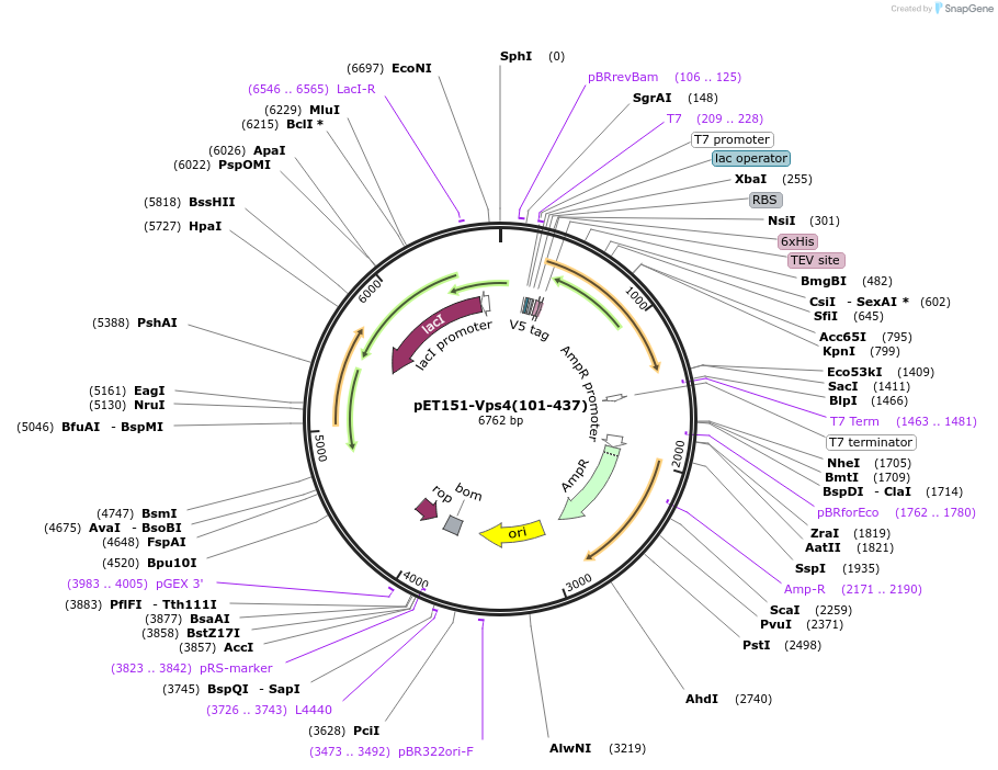 87735-plasmid-map-sequence-id-175358