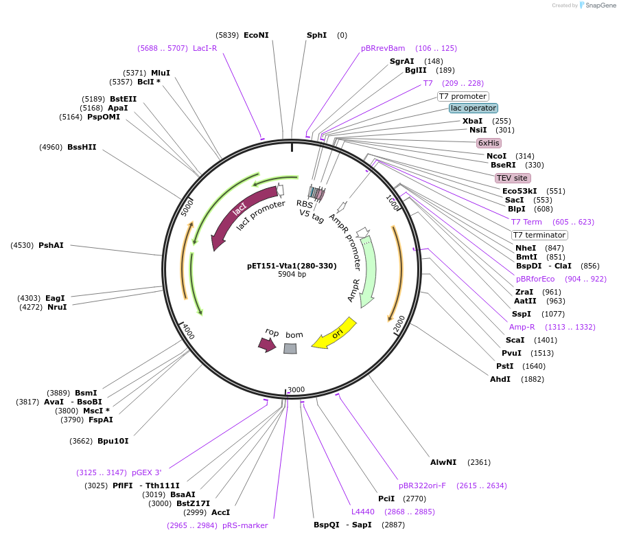 87738-plasmid-map-sequence-id-175361