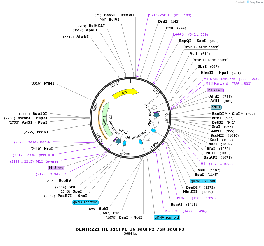 87906-plasmid-map-sequence-id-175363